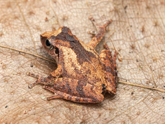 Pseudophilautus wynaadensis