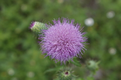 Cirsium mexicanum