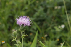 Cirsium mexicanum