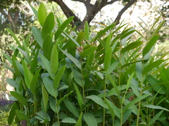 Alpinia nigra