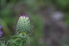 Cirsium mexicanum