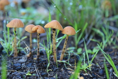Agaricales