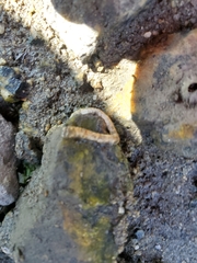 Vermetoidea