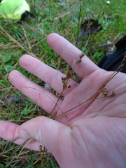 Juncus bulbosus