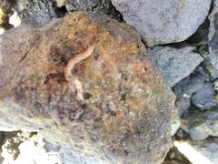 Vermetoidea
