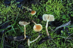 Pholiota
