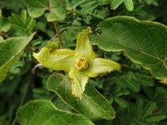 Gonolobus erianthus