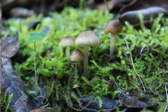 Mycena
