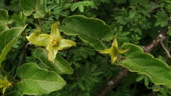 Gonolobus erianthus