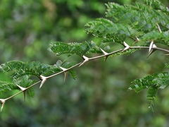 Vachellia cornigera