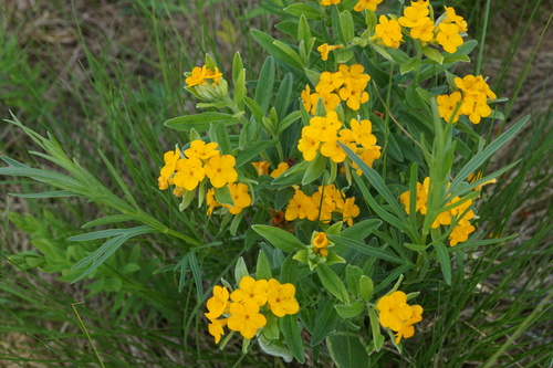 Lithospermum canescens