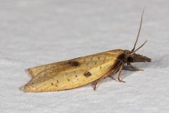 Sparganothis xanthoides