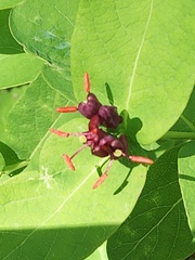 Lonicera chamissoi
