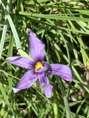 Sisyrinchium idahoense