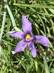 Sisyrinchium idahoense