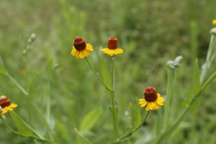 Helenium quadridentatum
