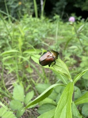 Pseudotorynorrhina japonica