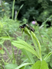 Pseudotorynorrhina japonica