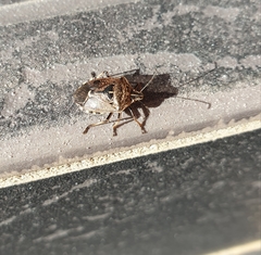 Cermatulus nasalis nasalis