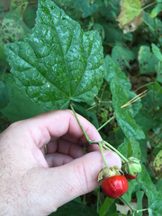 Malvaviscus arboreus drummondii