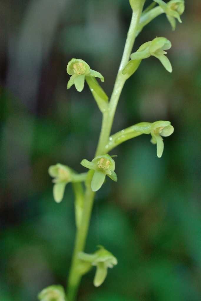 Platanthera sonoharae