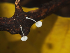 Mycena alphitophora