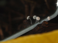 Mycena alphitophora
