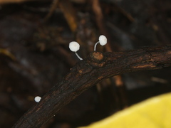 Mycena alphitophora