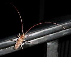 Monochamus carolinensis