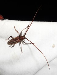 Monochamus carolinensis