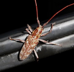 Monochamus carolinensis