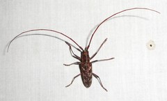 Monochamus carolinensis