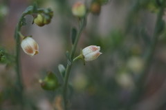 Thamnosma texana