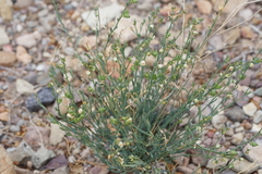 Thamnosma texana