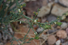 Thamnosma texana
