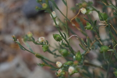 Thamnosma texana