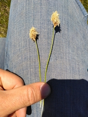 Carex douglasii