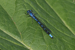 Coenagrion resolutum