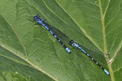 Coenagrion resolutum