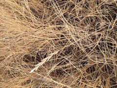 Elymus smithii