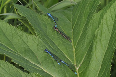 Coenagrion resolutum