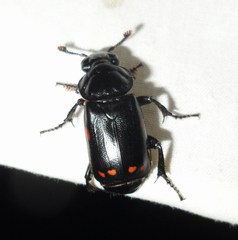 Nicrophorus pustulatus