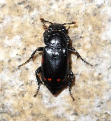 Nicrophorus pustulatus