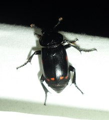 Nicrophorus pustulatus