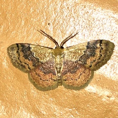 Leptostales ferruminaria