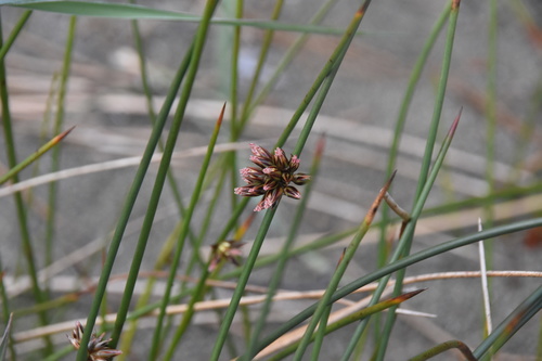 Brewer's rush (Juncus breweri)