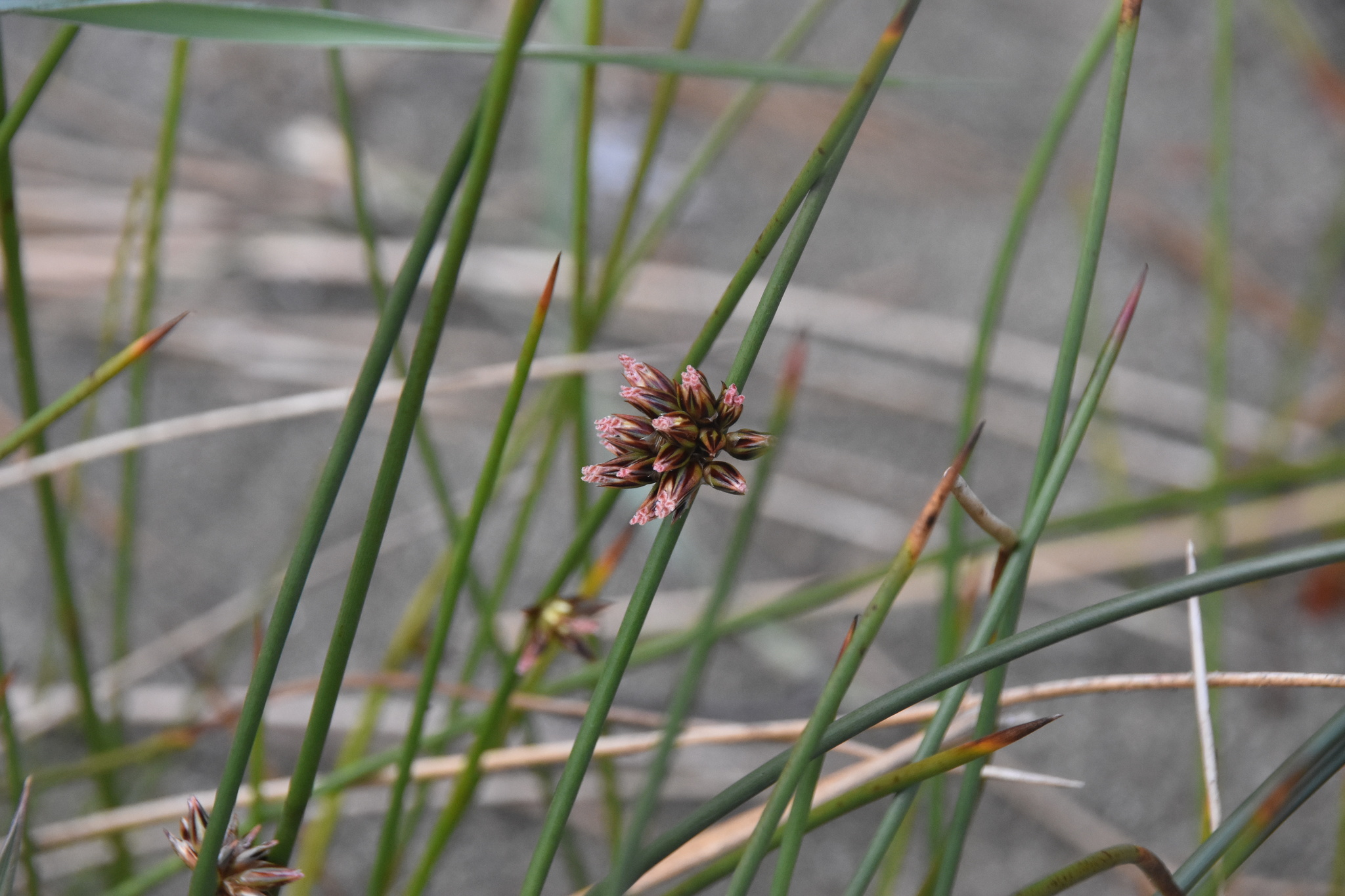 Juncus breweri