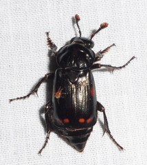 Nicrophorus pustulatus