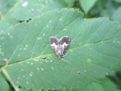 Udea hamalis