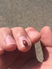 Hippodamia convergens